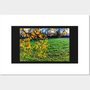 Yellow birch leaves in autumn season with green grass background Posters and Art